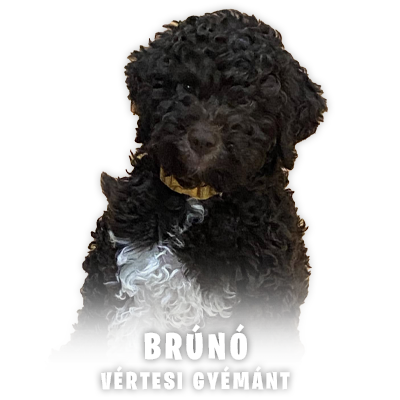Lagotto Romagnolo
