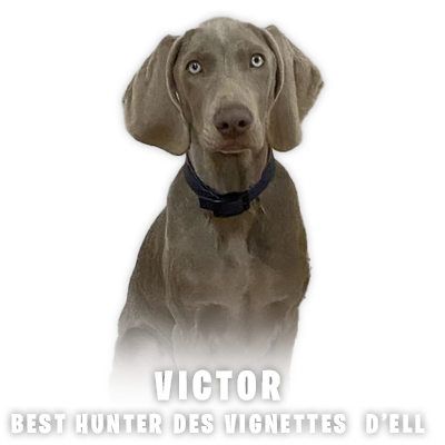 Weimari Vizsla